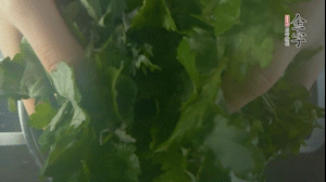 【面皮】1.鍋中水開時(shí)，放挑揀好的艾草和一撮小蘇打，第一遍煮開后倒掉，重新加水大火煮開后，小火煮1小時(shí)。煮爛的艾草用紗布瀝干。
